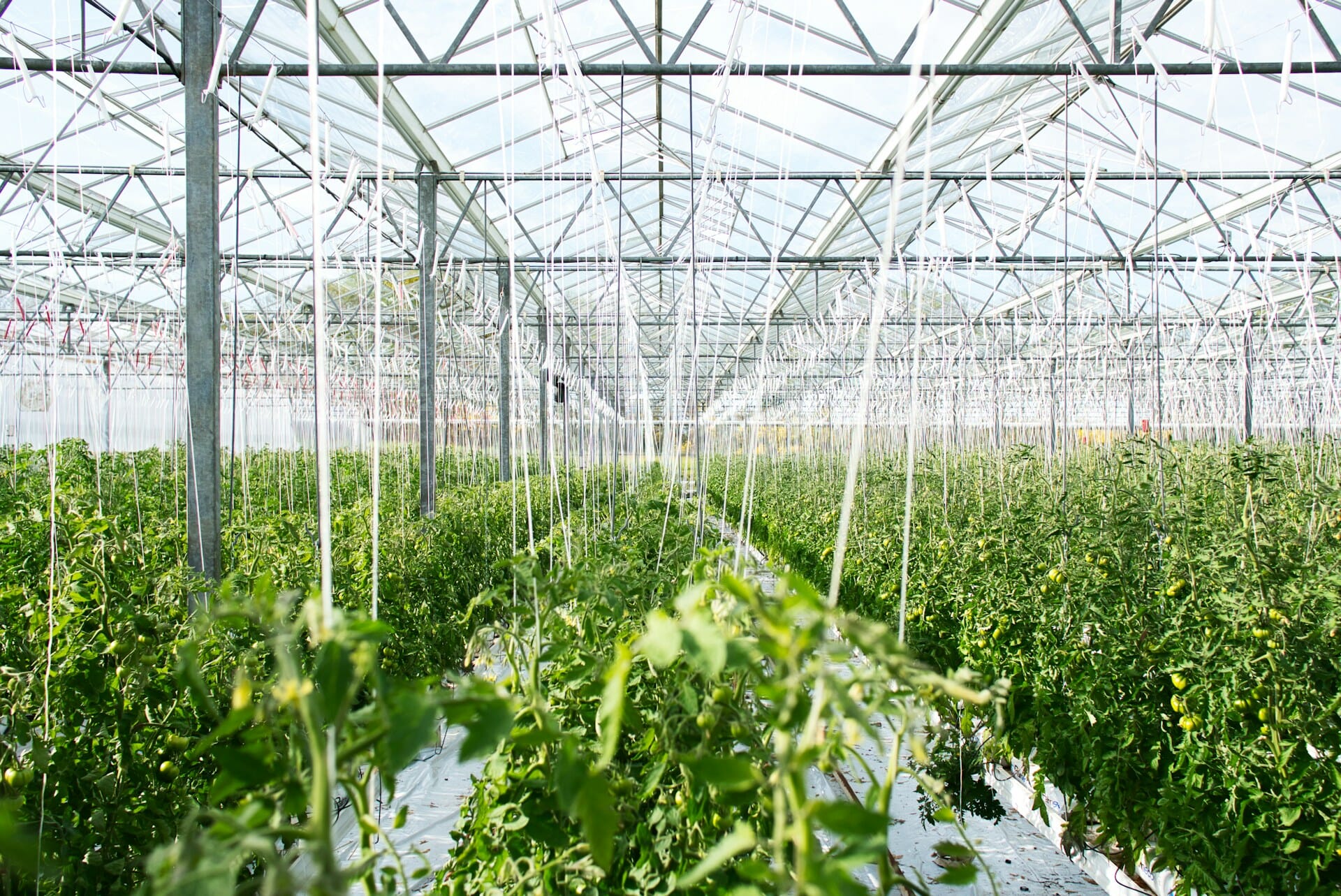 Agriculture Sector