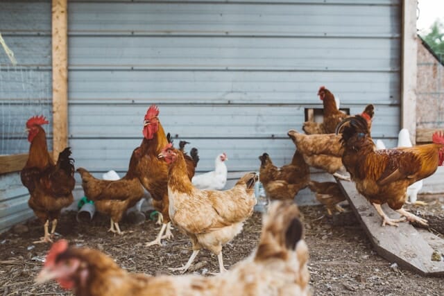 Flock of Hens near Poultry Farm